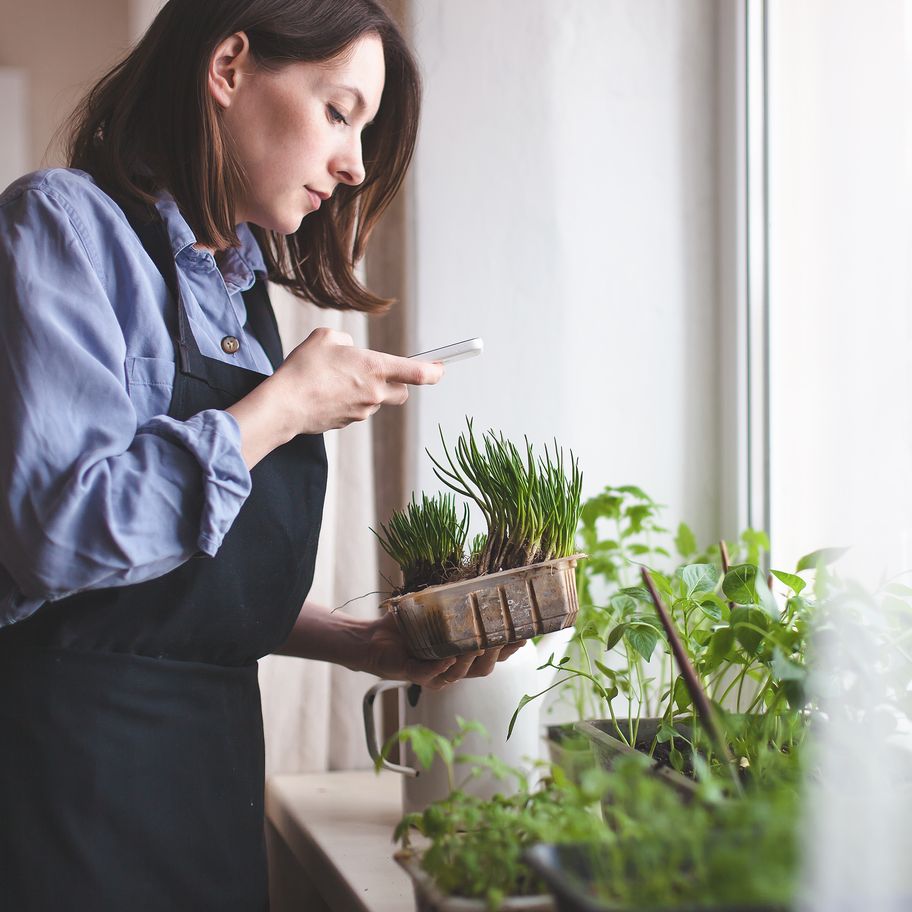 Small business owner photographing seedlings with her phone